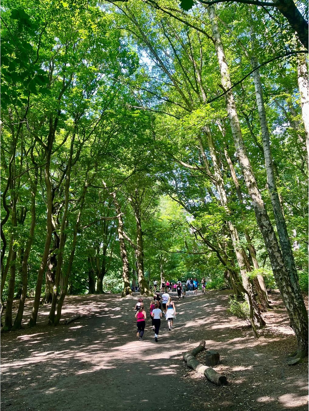 Group walking forest trail.