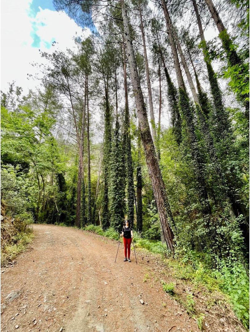 Hiker on forest trail cyprus.