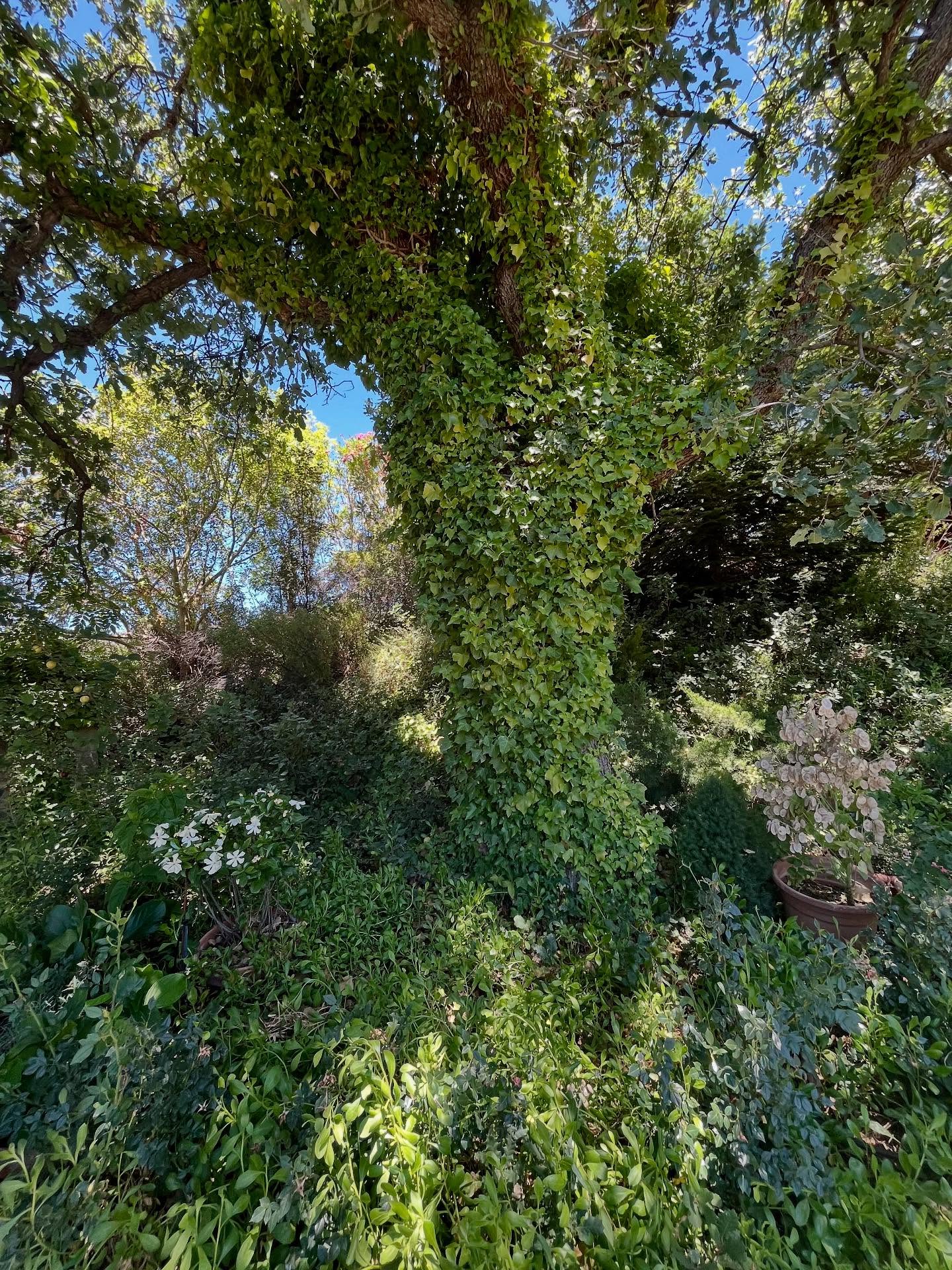 Ivy covered garden tree.