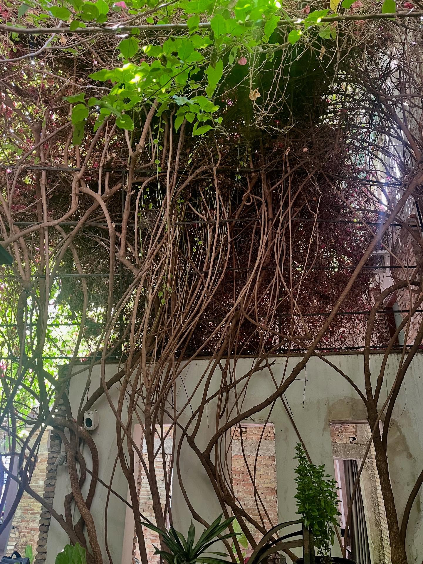 Overgrown vines courtyard.