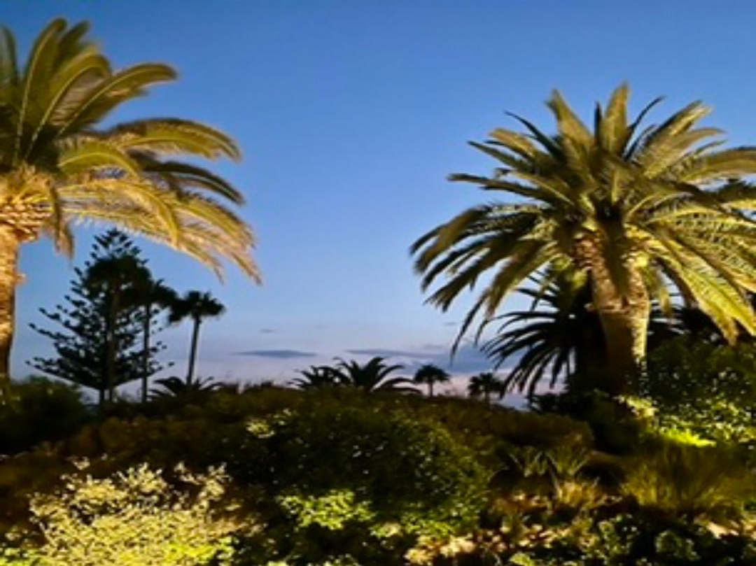 Palm trees dusk landscape.