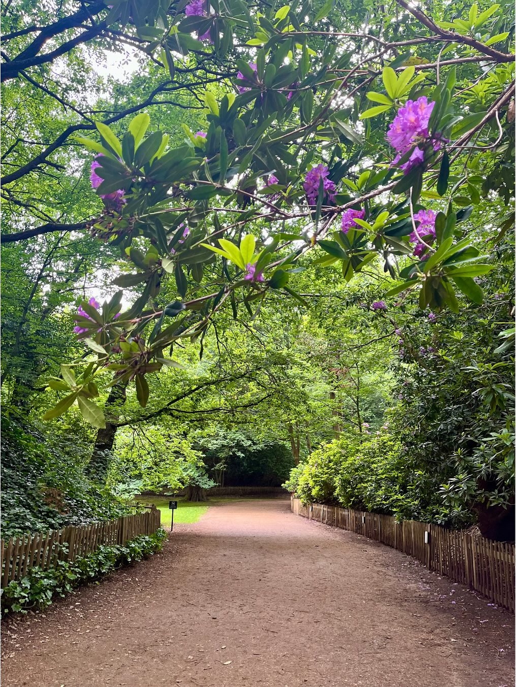 Park path rhododendrons.