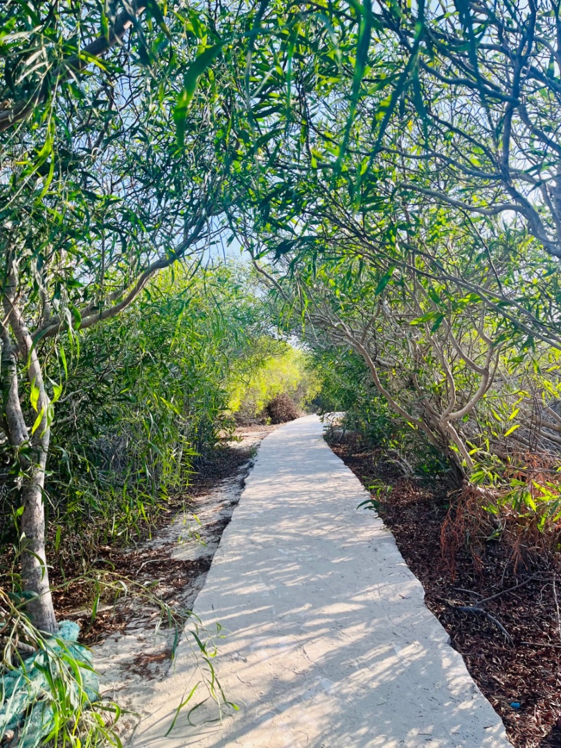 Sandy path nature trail.