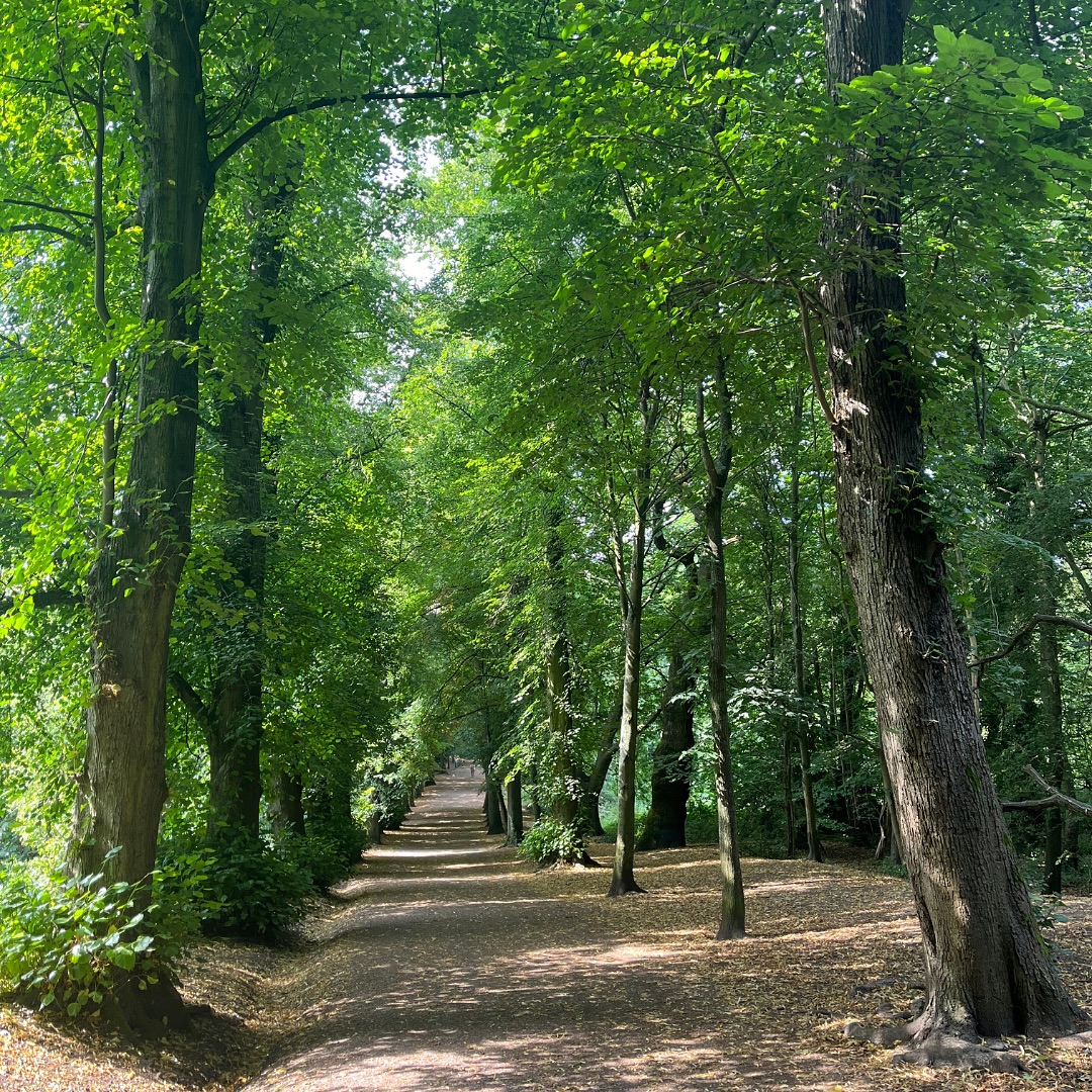 Tree lined pathway park.