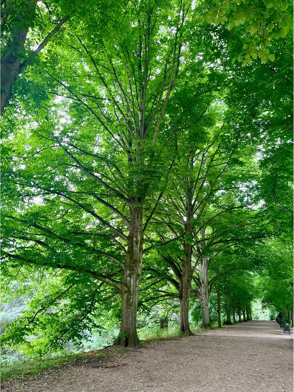 Tree lined walking path.