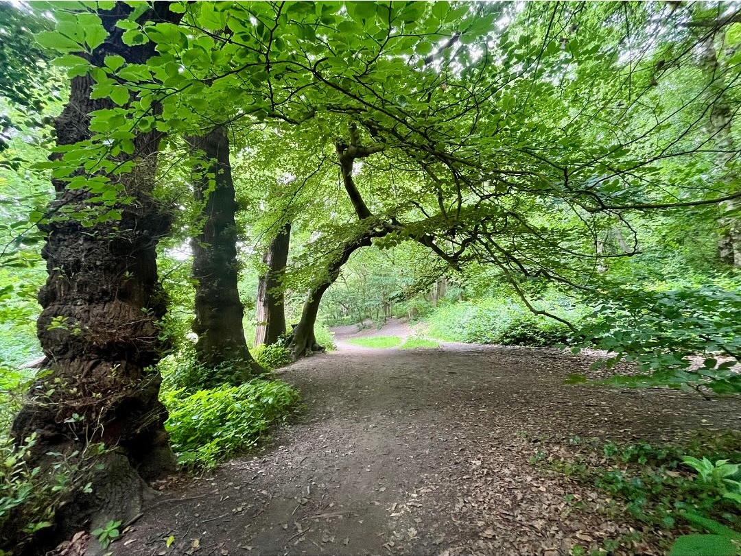 Woodland path walking trail.