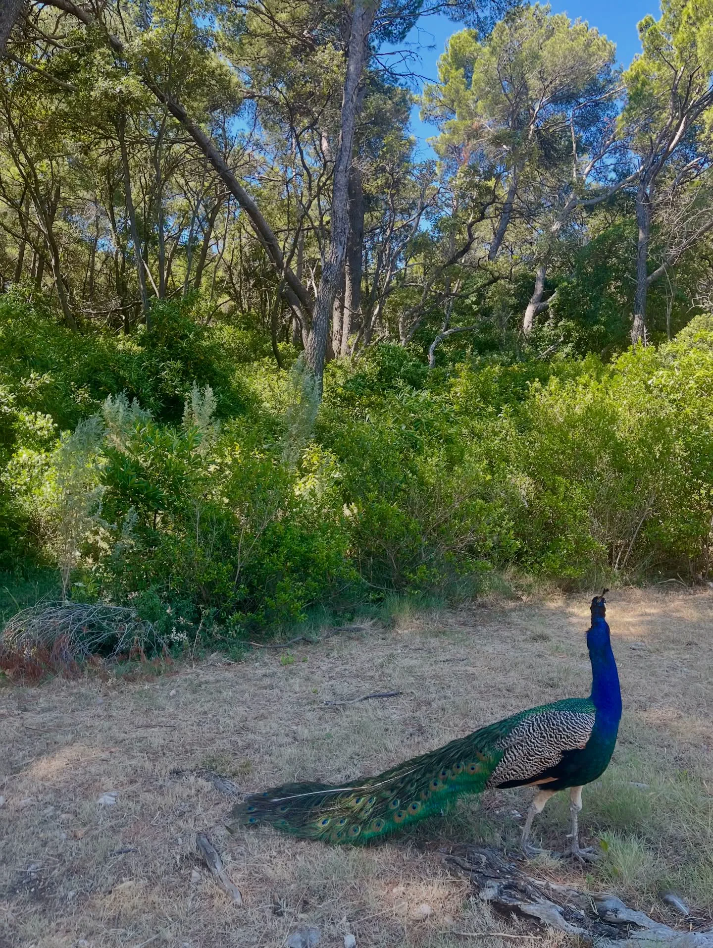 A peacock standing in front of a dense green forest in Croatia.